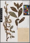 Foto von Salix caprea L. x Salix cinerea L.
